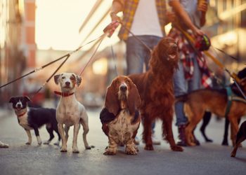 Hundepension eröffnen