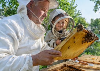 Selbständig machen als Imker